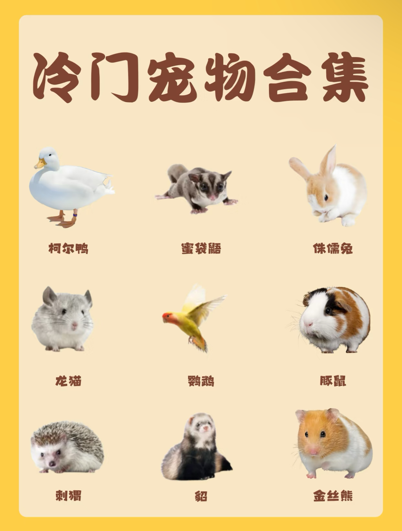 九游体育app下载-球员的宠物合集：有狗有猫还有羊？的简单介绍