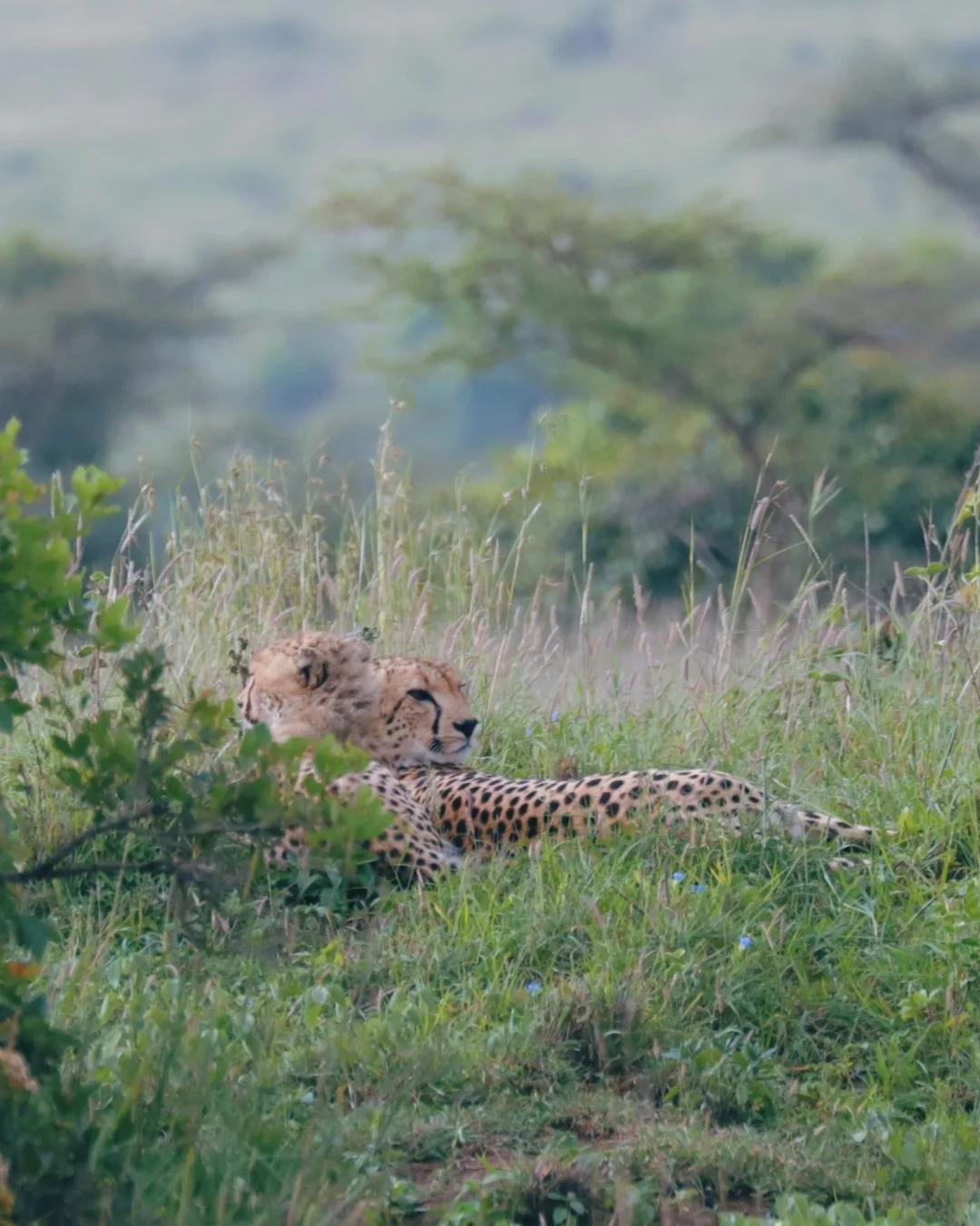 九游体育-法甲非洲情缘：为何成为非洲球星跳板？的简单介绍